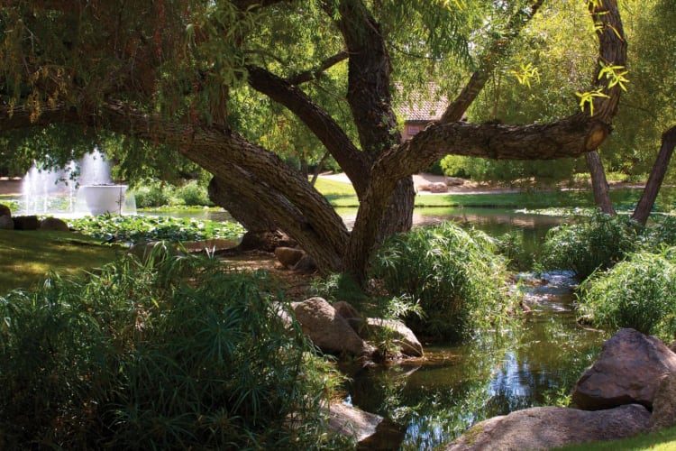 Lagoon lawn